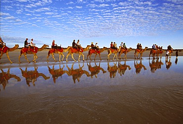 Camel caravan, Cable beach, Broome, West Australia, Australia