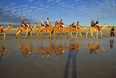 Camel caravan, Cable beach, Broome, West Australia, Australia