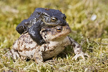 Common toads (Bufo bufo), mating