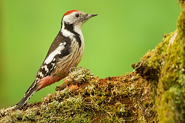 Middle Spotted Woodpecker (Dendrocopos medius), Limburg an der Lahn, Hesse, Germany, Europe