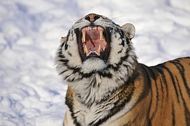 Siberian Tiger (Panthera tigris altaica), yawning, showing its teeth, in the snow, zoo, Germany, Europe