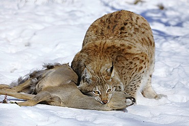 Lynx (Lynx lynx), male with prey, roe deer (Capreolus capreolus), enlosure, captive, Thuringia, Germany, Europe