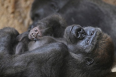 Western Lowland Gorilla (Gorilla gorilla gorilla), mother and baby resting, captive, African species, zoo animals, Lower Saxony, Germany, Europe