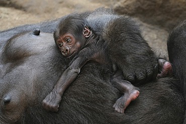 Western Lowland Gorilla (Gorilla gorilla gorilla), baby sleeping on the belly of its mother, captive, African species, zoo animals, Lower Saxony, Germany, Europe