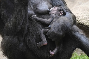 Western Lowland Gorilla (Gorilla gorilla gorilla), baby suckling milk from its mother, captive, African species, zoo animals, Lower Saxony, Germany, Europe