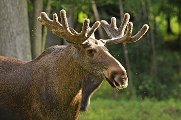 Moose or Eurasian Elk (Alces alces) bull with antlers in velvet, portrait, captive, Bavaria, Germany, Europe