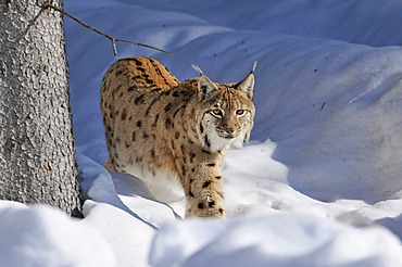 Lynx (Lynx lynx), walking through deep snow, Bavarian Forest National Park, Bavaria, Germany, Europe, PublicGround