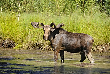 Moose or Eurasian Elk (Alces alces), bull in velvet, standing in water, captive, Germany, Europe, PublicGround