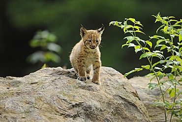 Lynx (Lynx lynx), young, animal enclosure Bavarian Forest National Park, Bavaria, Germany, Europe