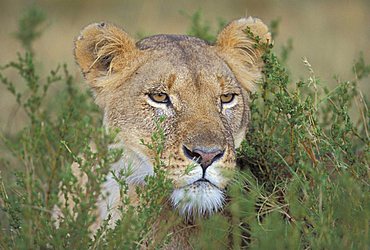 A lion looking through grass, Masai Mara, Kenya, Africa