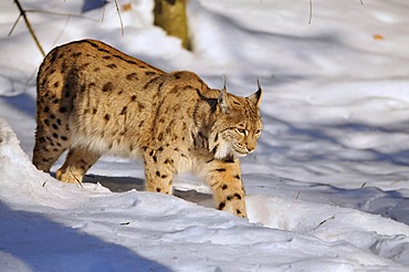 Lynx (Lynx lynx), walking though snow, animal enclosure Bavarian Forest National Park, Germany, Europe