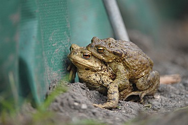 Common Toads (Bufo bufo), pair at a protective fence, Thuringia, Germany, Europe