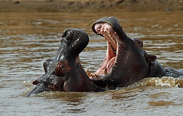 Two hippopotamus (Hippopotamus amphibius) in the river, Masai Mara, Kenya, Africa