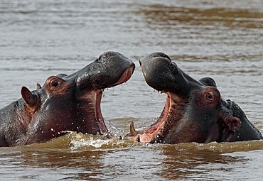 Hippopotamus (Hippopotamus amphibius), Masai Mara, Kenya, Africa