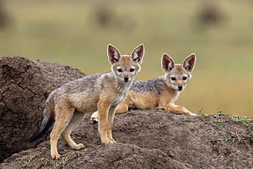 Black-backed Jackal (Canis mesomelas) pups, Masai Mara, Kenya, Africa