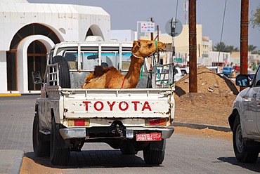 Camel on the back of a car, Ibra, Oman