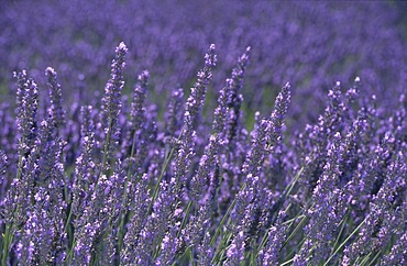 Lavender blossoms (Lavandula angustifolia)