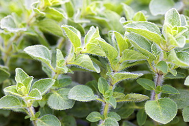 Oregano (Origanum vulgare)