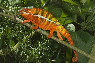 Panther Chameleon (Furcifer pardalis), Madagascar, Africa