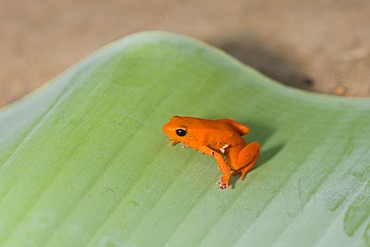 Golden Mantella (Mantella aurantiaca), endemic, Madagascar, Africa