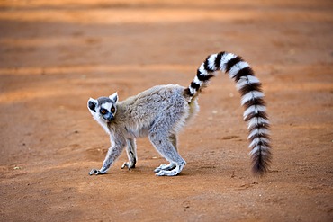 Ring-tailed Lemur (Lemur catta), Near Threatened, Berenty Nature Reserve, Madagascar, Africa