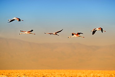 Andean Flamingos (Phoenicoparrus andinus) in flight, Laguna de Chaxa, Atacama desert, Chile, South America