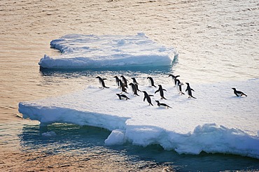 Adelie penguins (Pygoscelis adeliae) on an iceberg, Antarctic Sound, Antarctic Peninsula, Antarctica