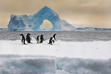 Group of Adelie penguins (Pygoscelis adeliae) on an iceberg, natural arch iceberg in the back, Paulet Island, Erebus and Terror Gulf, Antarctic Peninsula, Antarctica