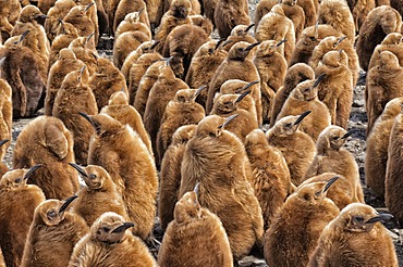 King penguins (Aptenodytes patagonicus) rookery, Fortuna Bay, South Georgia Island