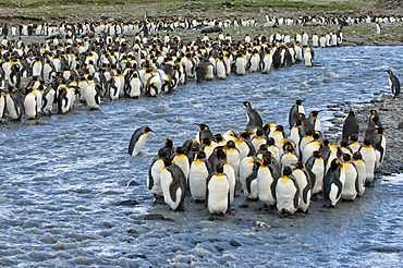 King penguin (Aptenodytes patagonicus) colony, St. Andrews Bay, South Georgia Island