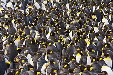 King penguin (Aptenodytes patagonicus) colony, St. Andrews Bay, South Georgia Island