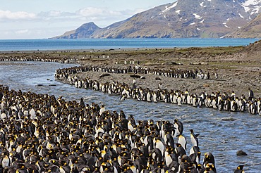 King penguin (Aptenodytes patagonicus) colony, St. Andrews Bay, South Georgia Island