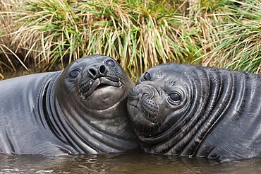 Two young Southern Elephant Seals (Mirounga leonina) playing in the water, Fortuna Bay, South Georgia Island