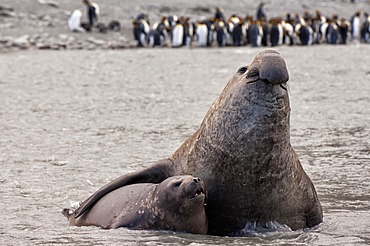 Southern Elephant Seals (Mirounga leonina) mating, St. Andrews Bay, South Georgia Island