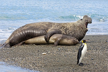 King penguin (Aptenodytes patagonicus) walking in front of a mating Southern Elephant Seal (Mirounga leonina), St. Andrews Bay, South Georgia Island