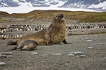 Southern Elephant Seals (Mirounga leonina) in front of a King penguin (Aptenodytes patagonicus) colony, St. Andrews Bay, South Georgia Island