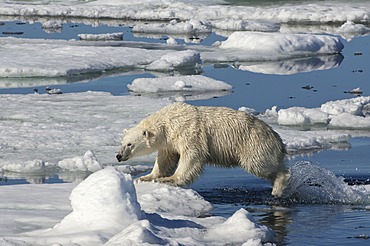 Female Polar bear (Ursus maritimus) jumping over ice floe, Svalbard Archipelago, Barents Sea, Norway