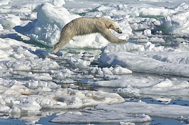 Female Polar bear (Ursus maritimus) on pack ice, Svalbard Archipelago, Barents Sea, Norway