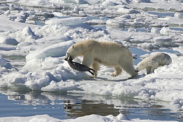 Female Polar bear (Ursus maritimus) dragging a Ringed seal (Pusa hispida or phoca hispida) and accompanied by one cub, Svalbard Archipelago, Barents Sea, Norway