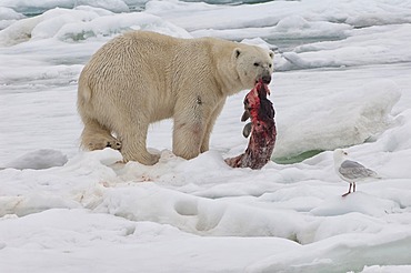 Male polar bear (Ursus maritimus) with a seal prey, Svalbard Archipelago, Barents Sea, Norway, Arctic