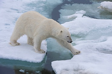 Female Polar bear (Ursus maritimus) on the pack ice, Svalbard Archipelago, Barents Sea, Norway, Arctic