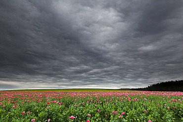 Field of poppies, Armschlag, Waldviertel region, Lower Austria, Austria, Europe