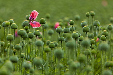 Poppy field, Armschlag, Waldviertel, Forest Quarter, Lower Austria, Austria, Europe