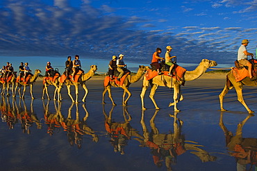 Camel caravan, dromedaries, tourist camel ride on Cable Beach, Broome, Western Australia