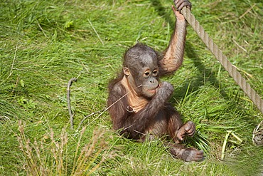 Orang Utan (Pongy pygmaeus), baby, young