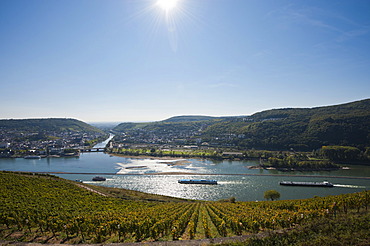 Vineyard, Rheingau, Hesse, Germany, Europe