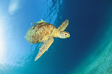 Green sea turtle or Green turtle (Chelonia mydas) diving with a Slender Suckerfish (Echeneis naucrates) on its back, Dimakya Island, Palawan, Philippines, Pacific Ocean