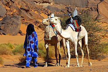 Tuareg with white Mehari riding dromedary, Acacus Mountains, Libya