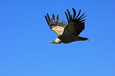 Griffon vulture (Gyps fulvus), flying