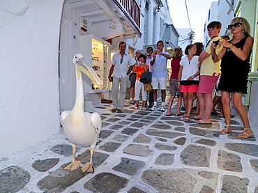 Pelican standing in an alley being photographed by tourists, Mykonos, Cyclades, Greece, Europe